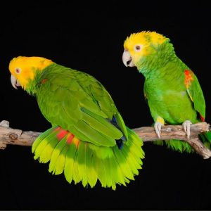 Amazon - Double Yellow Head img