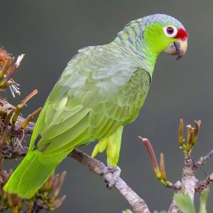 Amazon - Red Lored img