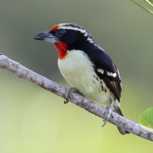Barbet - Black Spotted img