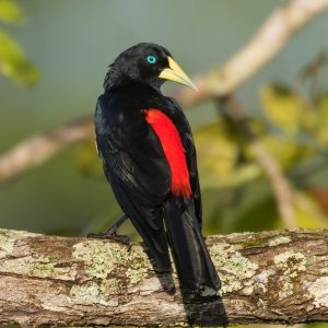 Cacique - Red Rumped img