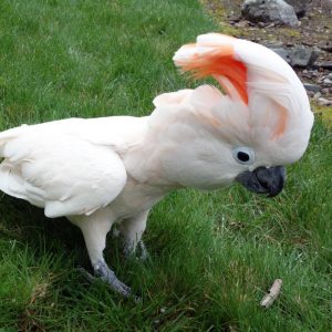 Cockatoo - Moluccan img