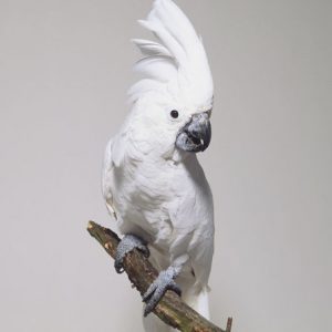 Cockatoo - Umbrella img