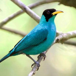 Honeycreeper - Green img