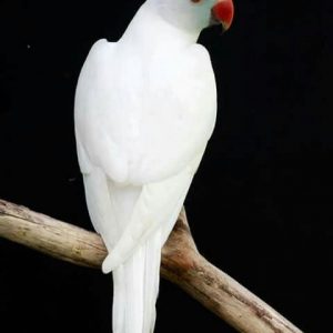 Indian Ringneck - White img