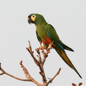 Macaw - Blue Winged img
