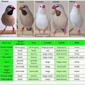 Shaft Tail - Isabelle image