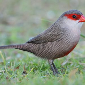 Waxbill - St. Helena img