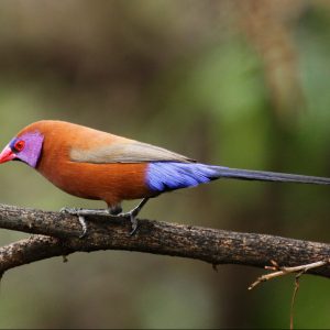Waxbill - Violet Eared img