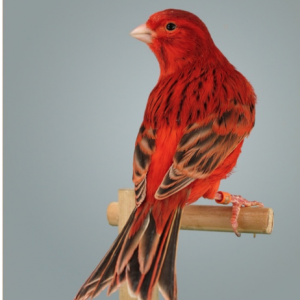 Canary - Red Brown image