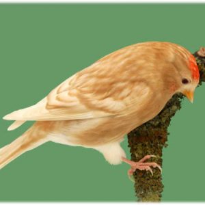 Eurasian Redpoll img