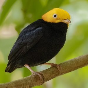 Manakin - Golden Headed img