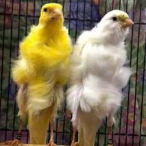 Canary - South Dutch Frill