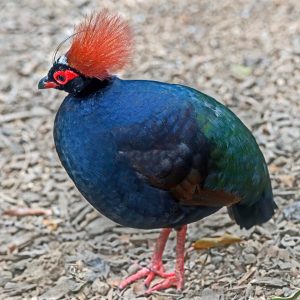 Roul Roul - Crested Wood Patridge image