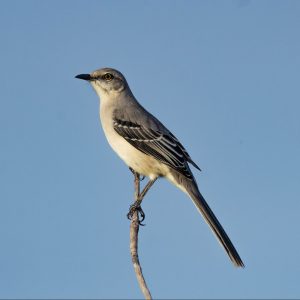 Tropical Mockingbird img