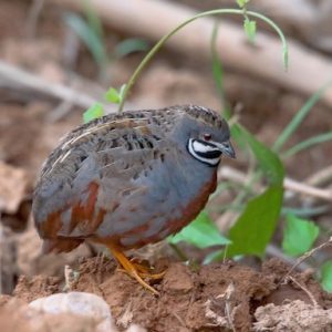Japanese Button Quail image
