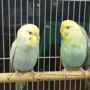 Parakeet - Rainbow img
