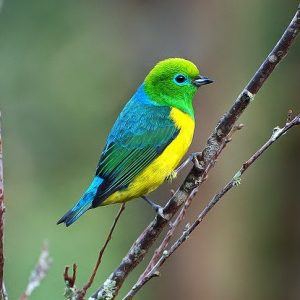 Blue-Naped Chlorophonia - Coloring Up img