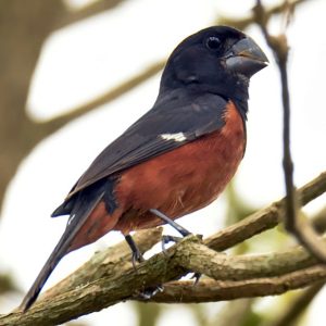 Chestnut Bellied Seed Finch img