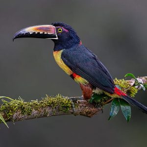 Collared Aracari img