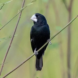 Great Billed Seed Finch - Bicudo img