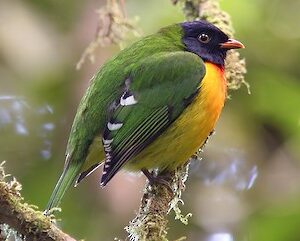 Handsome Fruiteater img