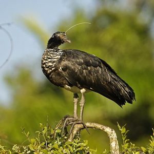 Horned Screamer image