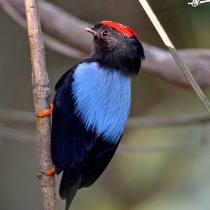Manakin - Lance Tailed img