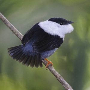 Manakin - White Bearded img
