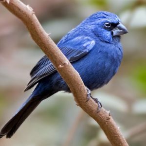 Ultramarine Grosbeak img