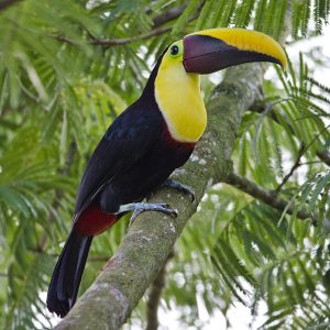 Yellow Throated Toucan img