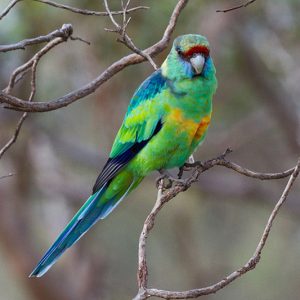 Australian Ringneck img