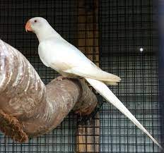 Princess of Wales Parakeet - Albino img