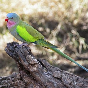 Princess of Wales Parakeet - Classic img