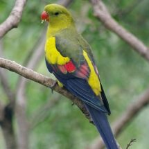 Regent-Parrot-Rock-Pebbler image