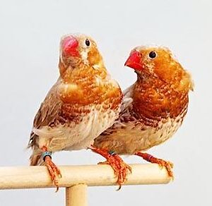 Zebra Finch - Orange Breast img