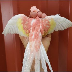 Bourkes Parrot - Rubino img