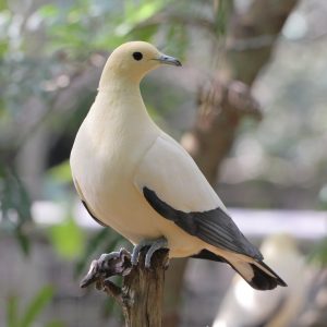 Pigeon - Imperial Pied image