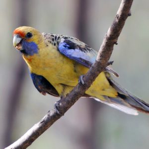 Rosella - Crimson Pennant - Orange img