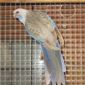 Rosella - Crimson Pennant - Cinnamon img