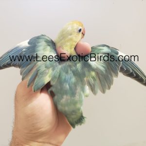 Lovebird - Fischer - (Colors Vary) image