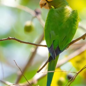 Conure - Half Moon img