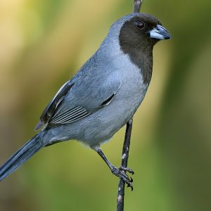 Tanager - Black Face image