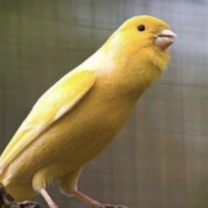 Canary - Waterslager !!!READY TO BREED!!! image