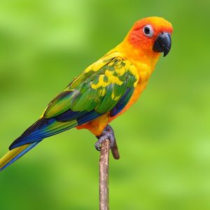 Sun Conure img