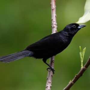 Tanager - Red Shouldered img