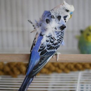 Parakeet - Hagoromo - Helicopter img