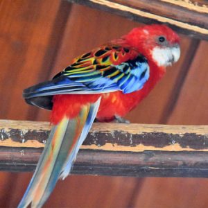 Rosella - Eastern Red img
