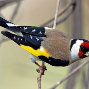 European Goldfinch img