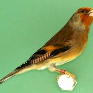 European Goldfinch x Canary Hybrid img